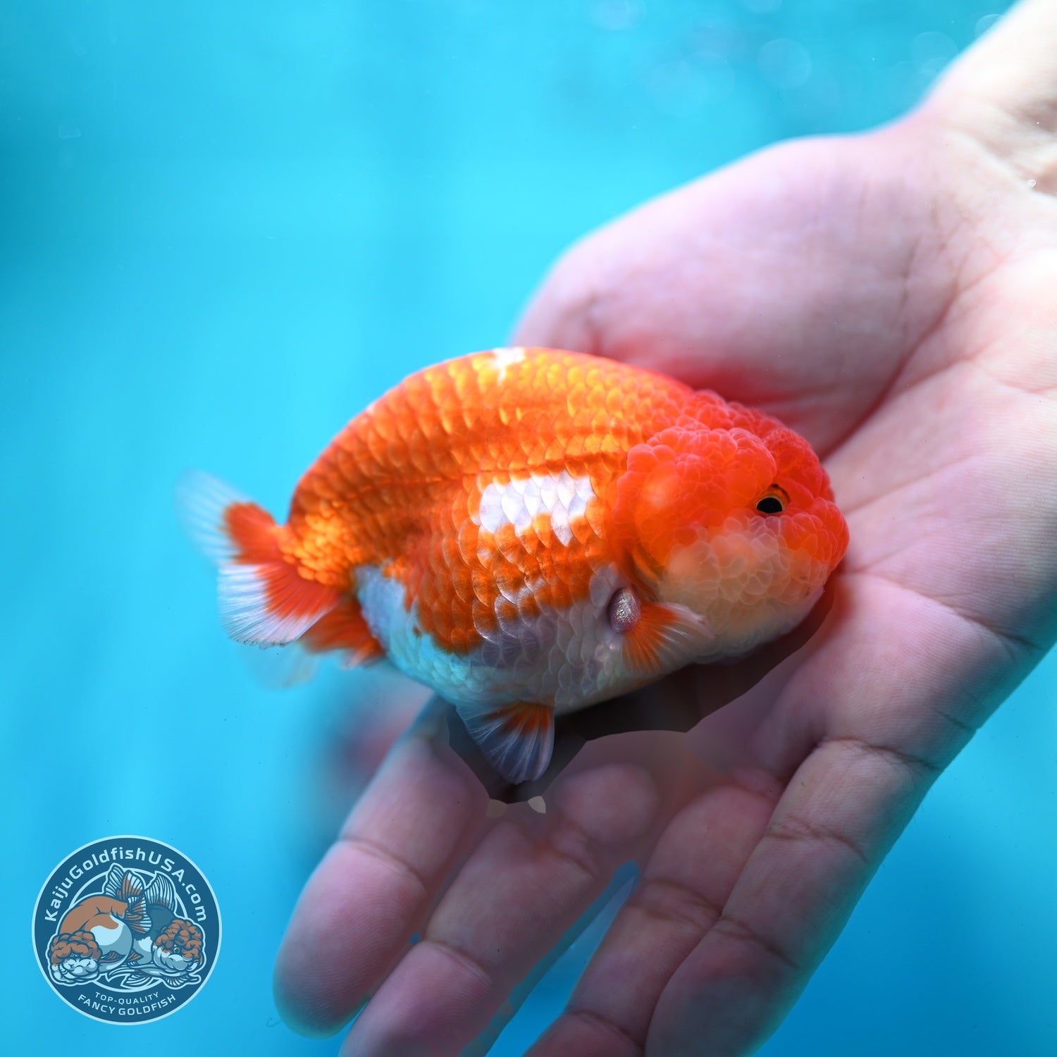 Red White Ranchu 3 inch Body (260522_RC05)