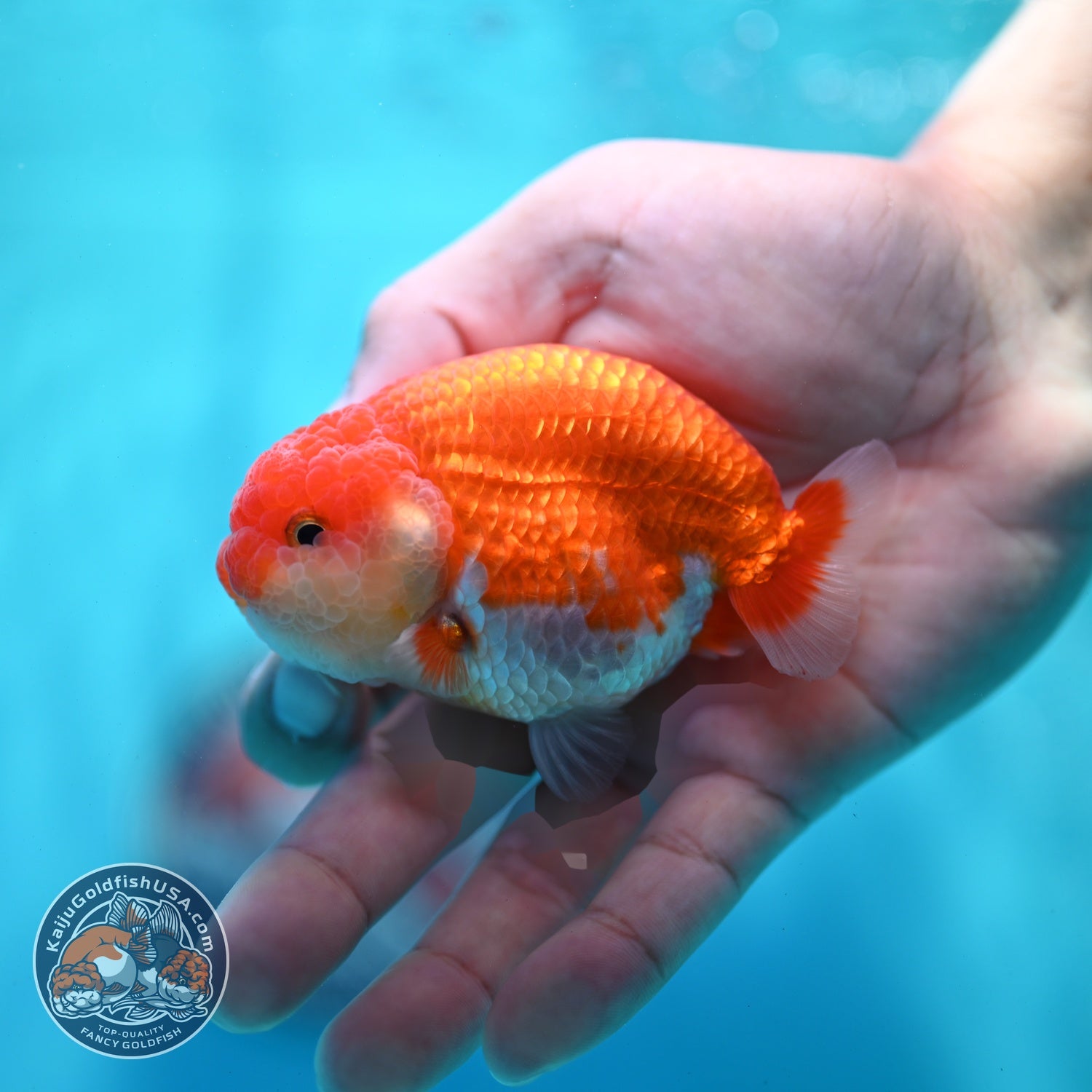Red White Ranchu 3 inch Body (260522_RC05)
