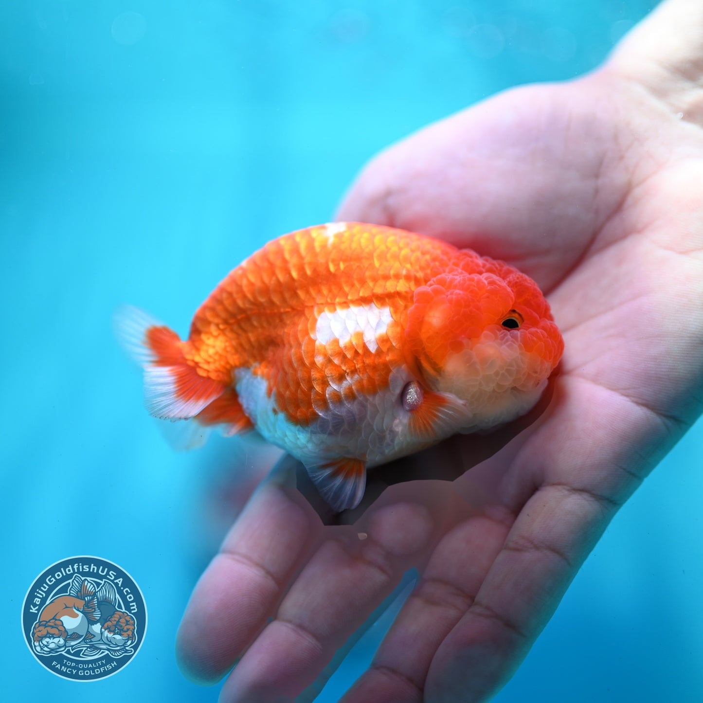Red White Ranchu 3 inch Body (260522_RC05)
