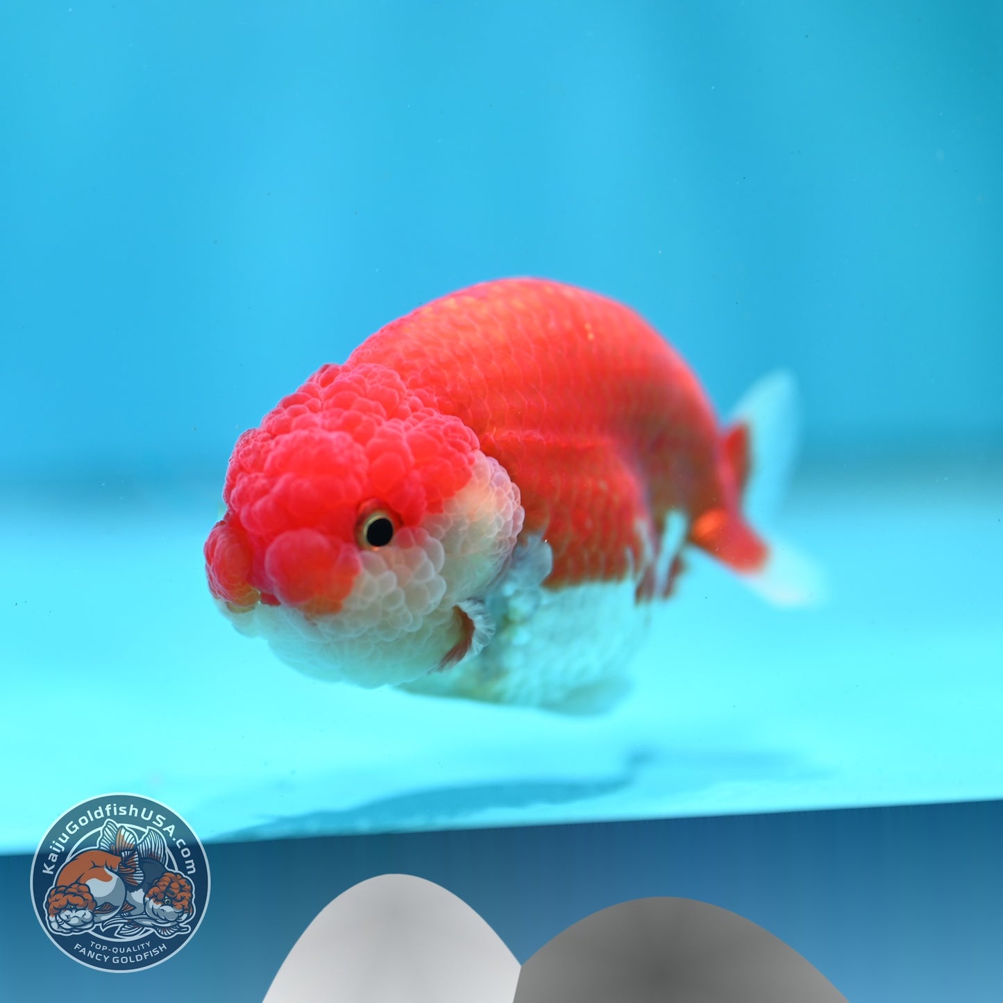Red White Ranchu 3 inch Body (260522_RC05)