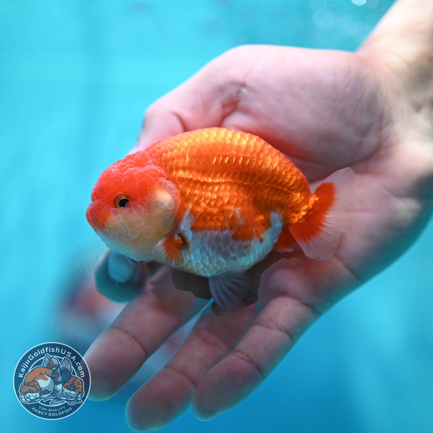 Red White Ranchu 3 inch Body (260522_RC05)