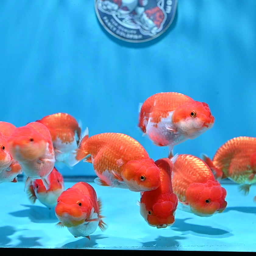 Red White Ranchu 3.5 - 4 inch Body (261023_RC11) | We pick, you save!