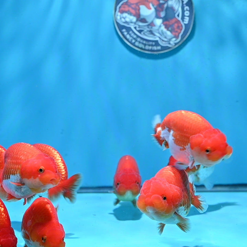 Red White Ranchu 3.5 - 4 inch Body (261023_RC11) | We pick, you save!