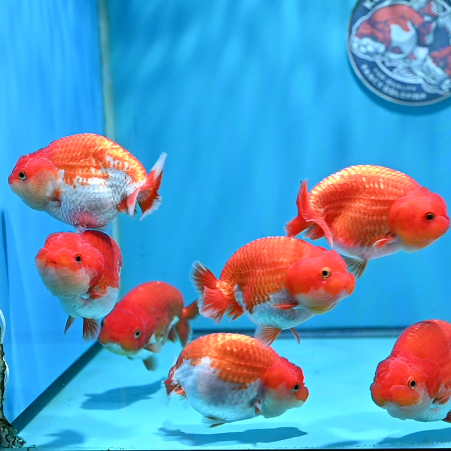 Red White Ranchu 3.5 - 4 inch Body (261023_RC11) | We pick, you save!