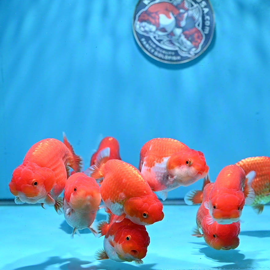 Red White Ranchu 3.5 - 4 inch Body (261023_RC11) | We pick, you save!