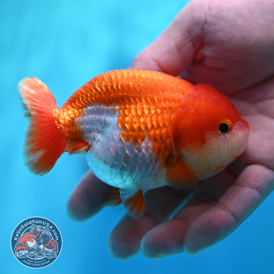 Red White Ranchu 3.5 inch Body (260424_RC02)