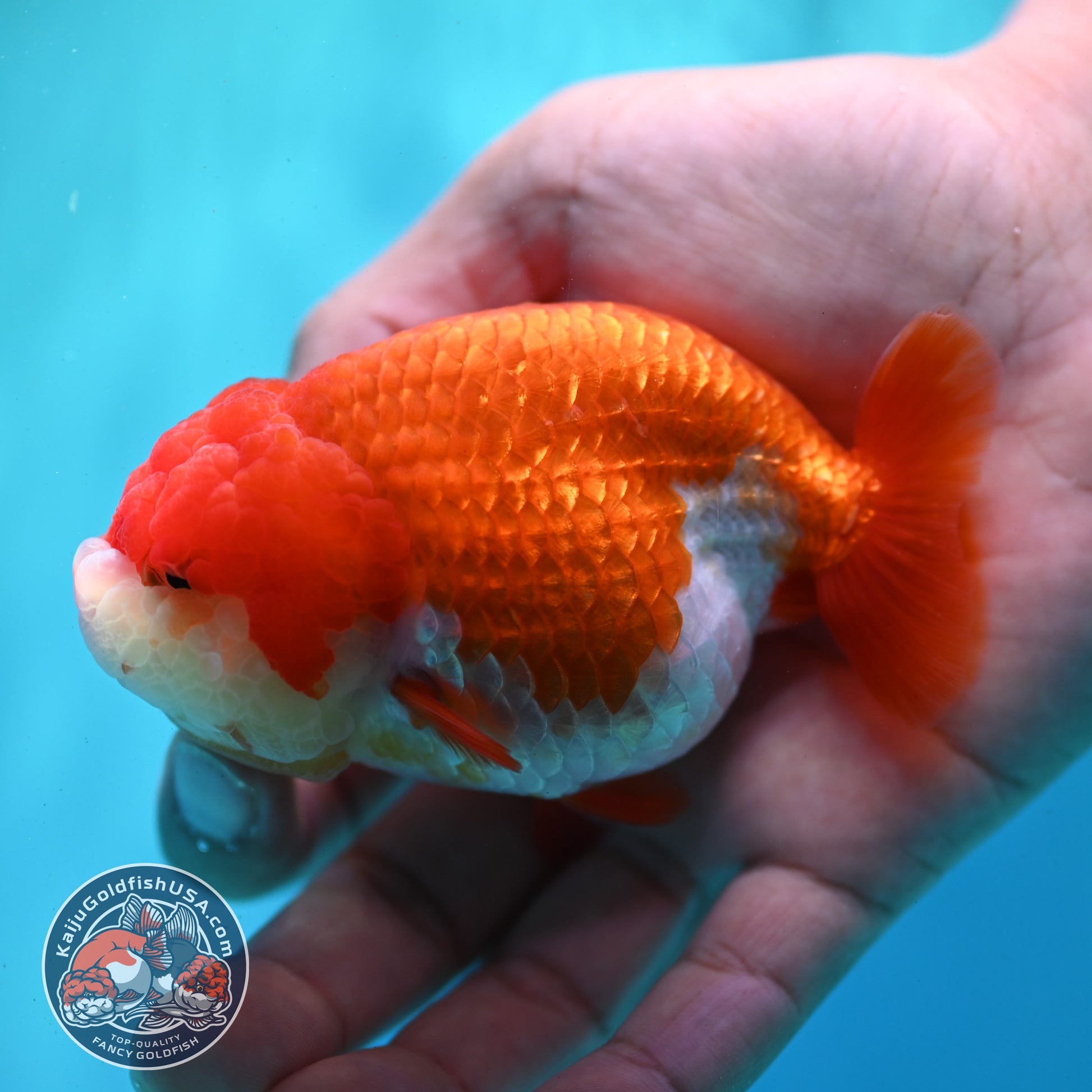 Red White Ranchu 3.5 inch Body (260424_RC02)