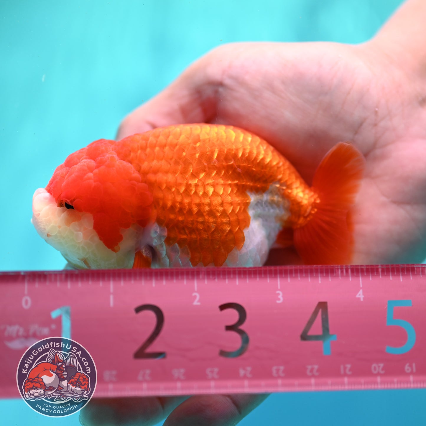 Red White Ranchu 3.5 inch Body (260424_RC02)