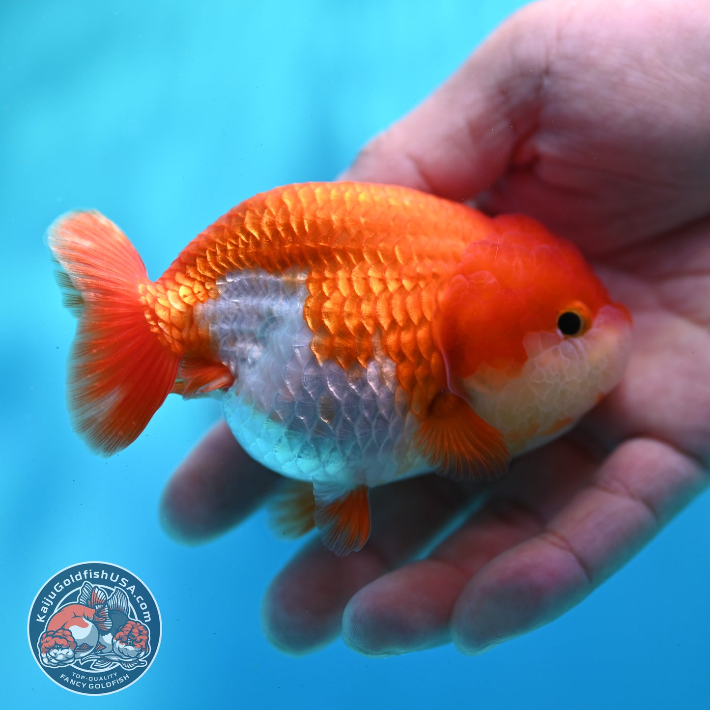 Red White Ranchu 3.5 inch Body (260424_RC02)
