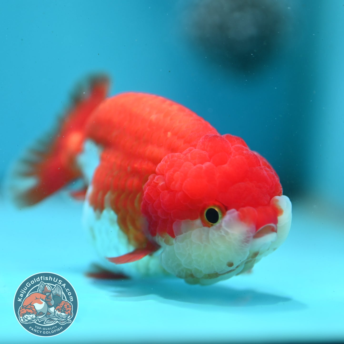 Red White Ranchu 3.5 inch Body (260424_RC02)
