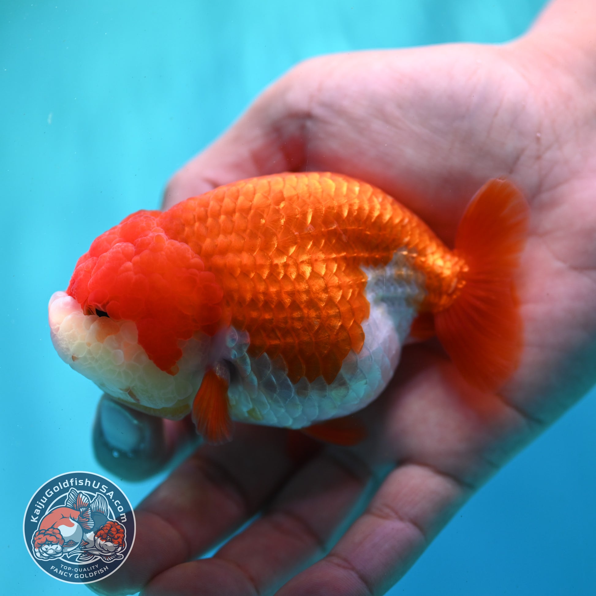 Red White Ranchu 3.5 inch Body (260424_RC02)