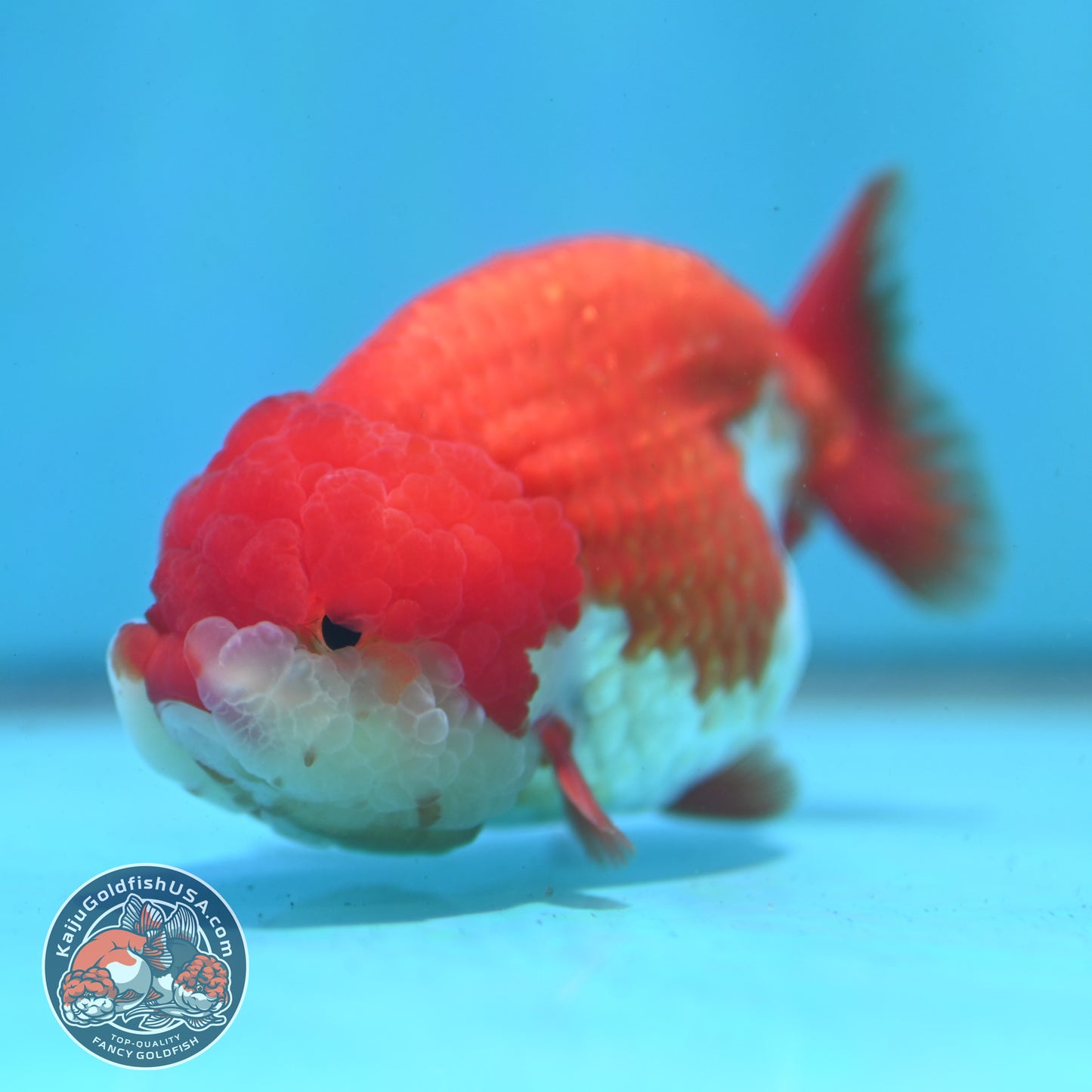 Red White Ranchu 3.5 inch Body (260424_RC02)