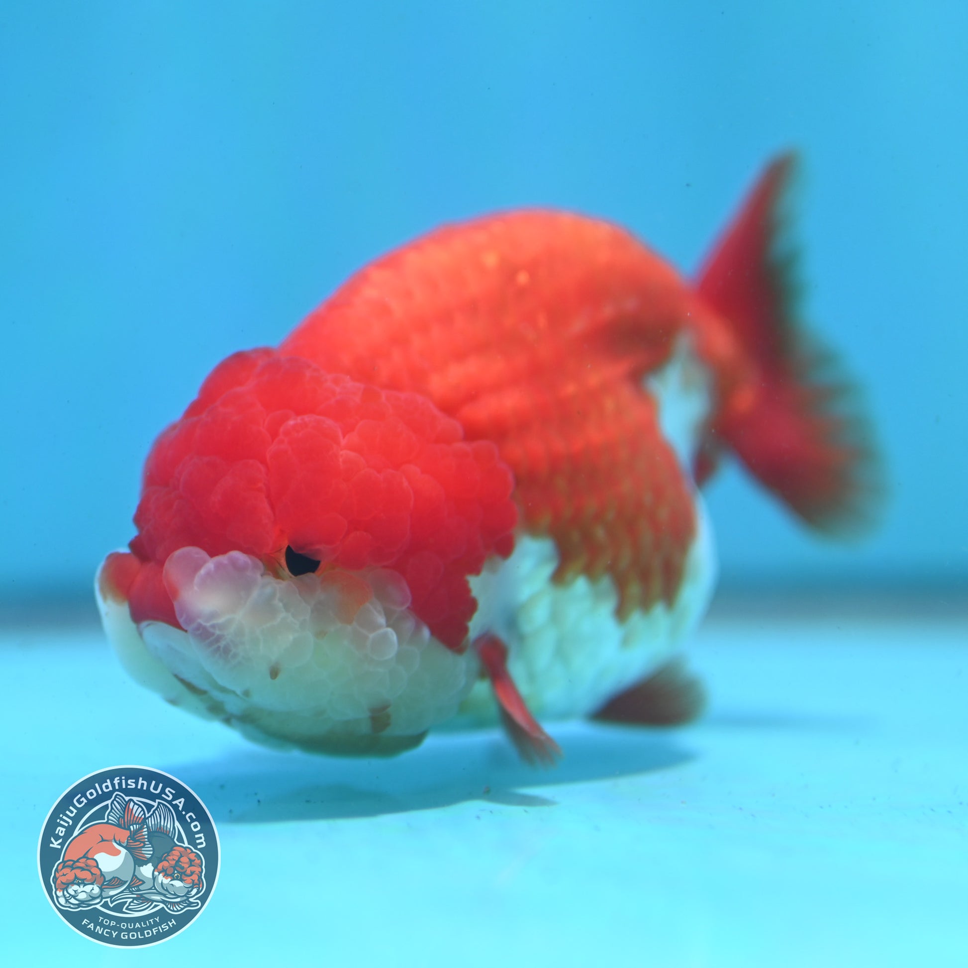 Red White Ranchu 3.5 inch Body (260424_RC02)