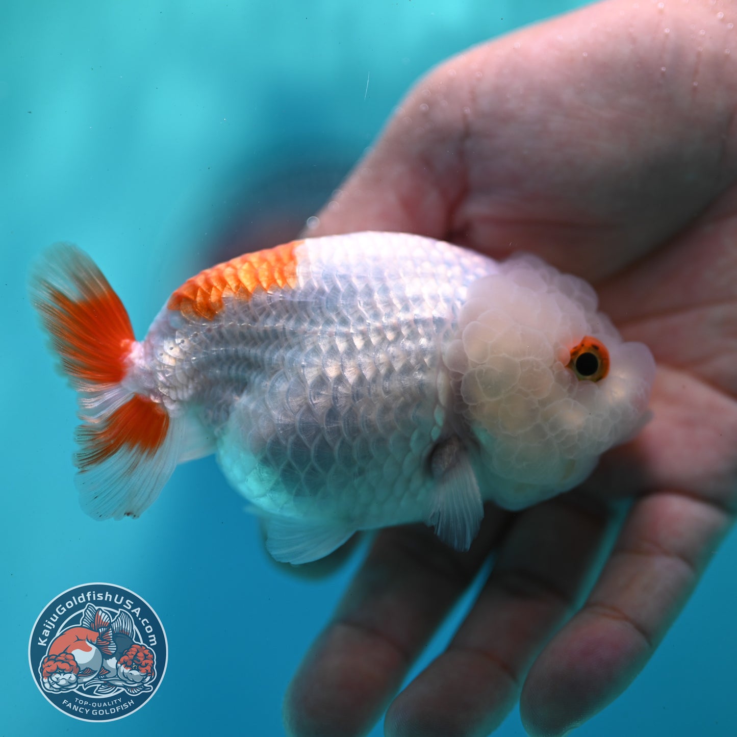 Red White Ranchu 3.5 inch Body (260424_RC03)