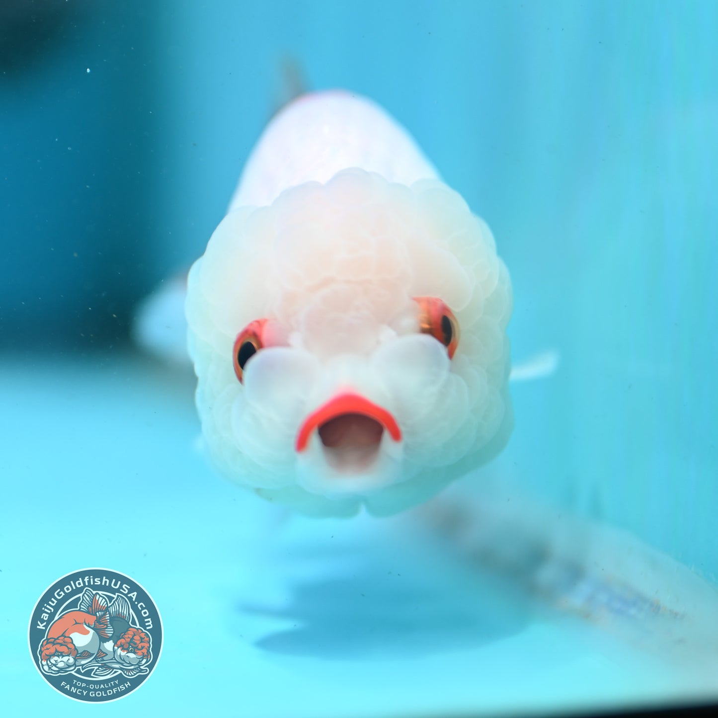 Red White Ranchu 3.5 inch Body (260424_RC03)