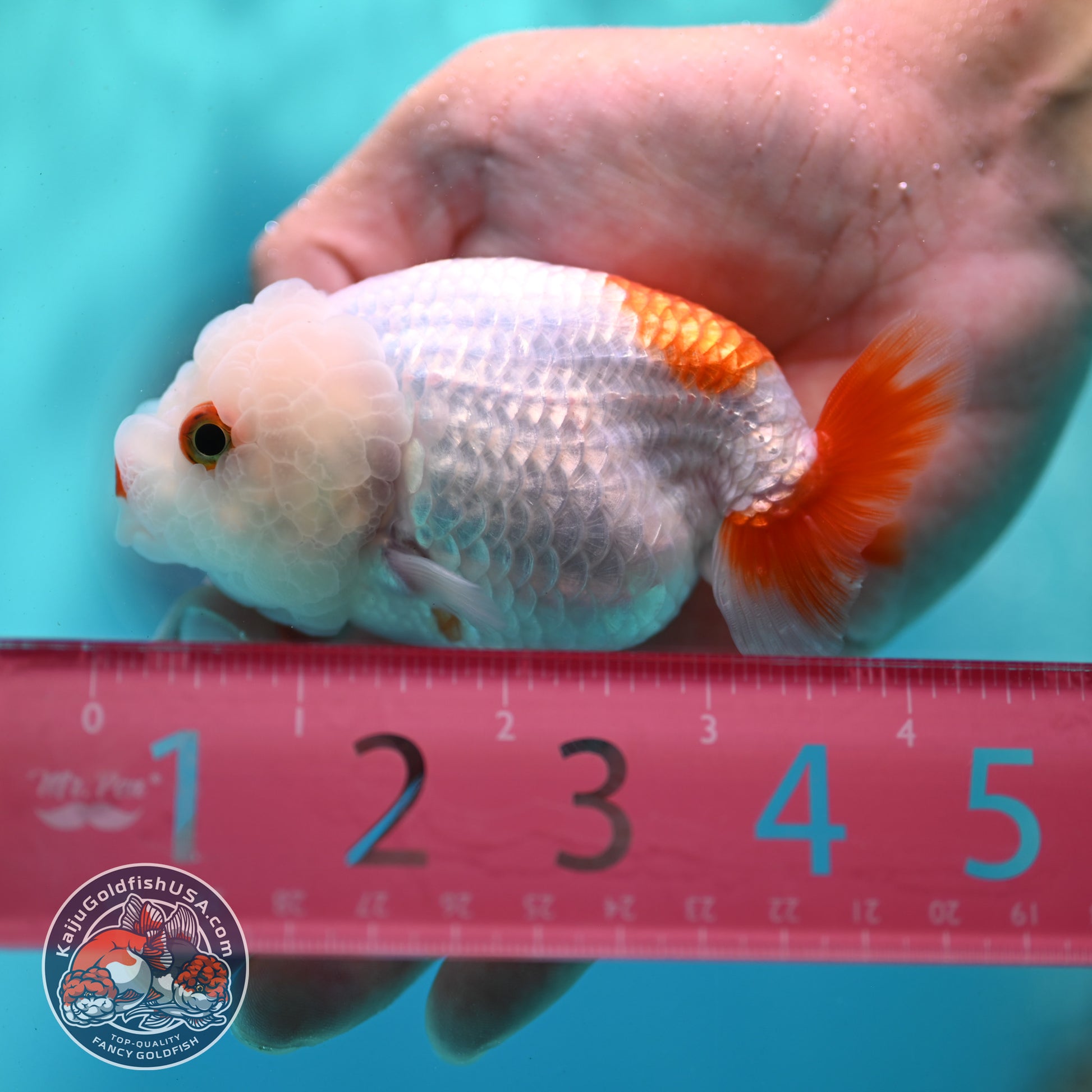 Red White Ranchu 3.5 inch Body (260424_RC03)