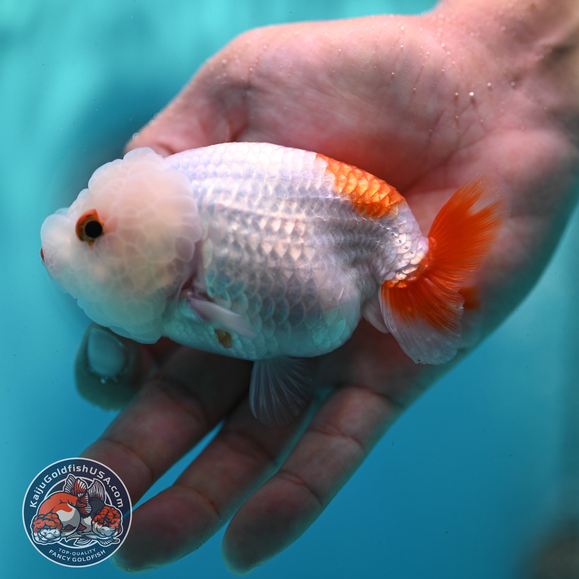 Red White Ranchu 3.5 inch Body (260424_RC03)