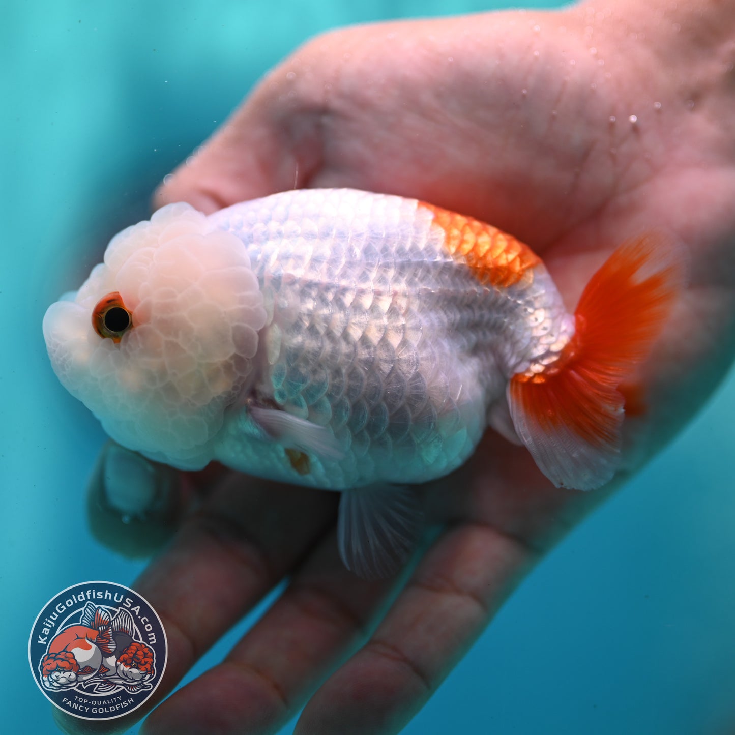 Red White Ranchu 3.5 inch Body (260424_RC03)