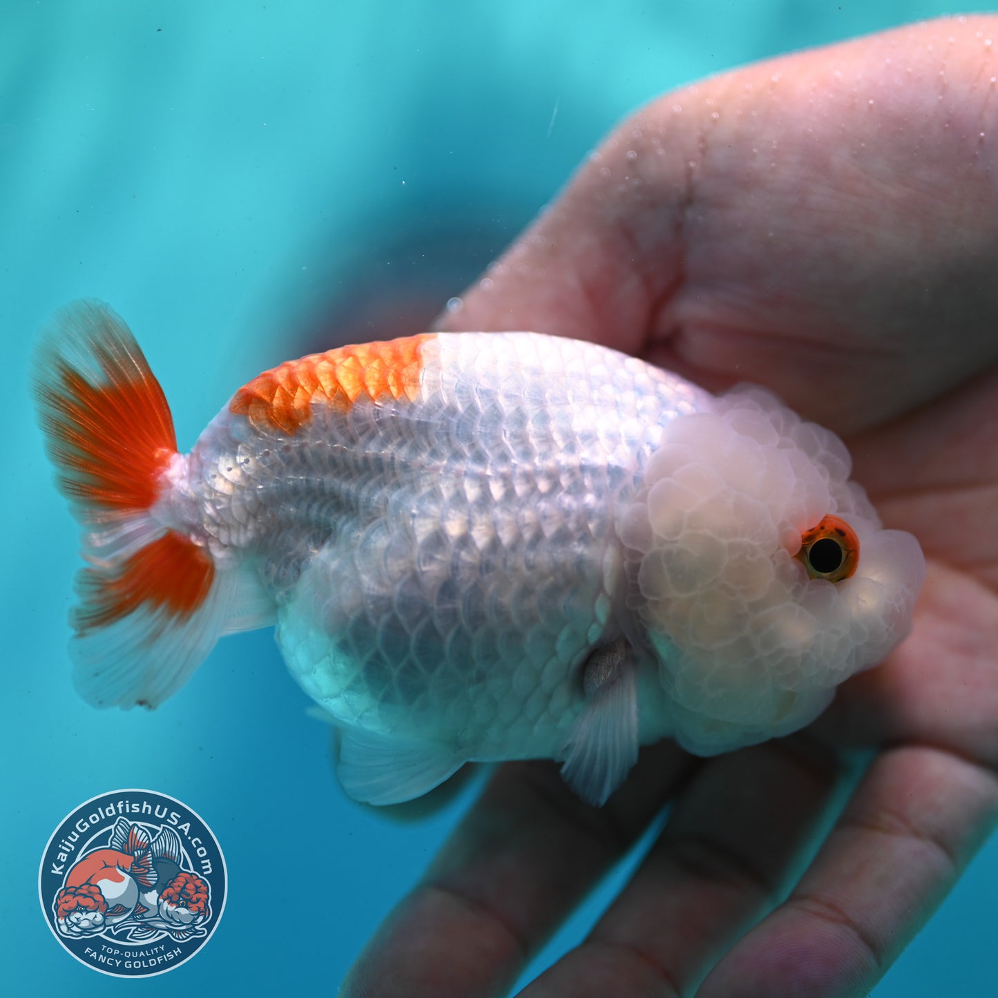 Red White Ranchu 3.5 inch Body (260424_RC03)