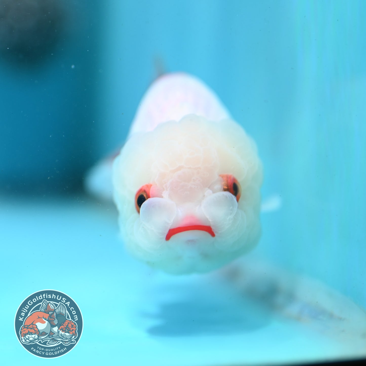 Red White Ranchu 3.5 inch Body (260424_RC03)