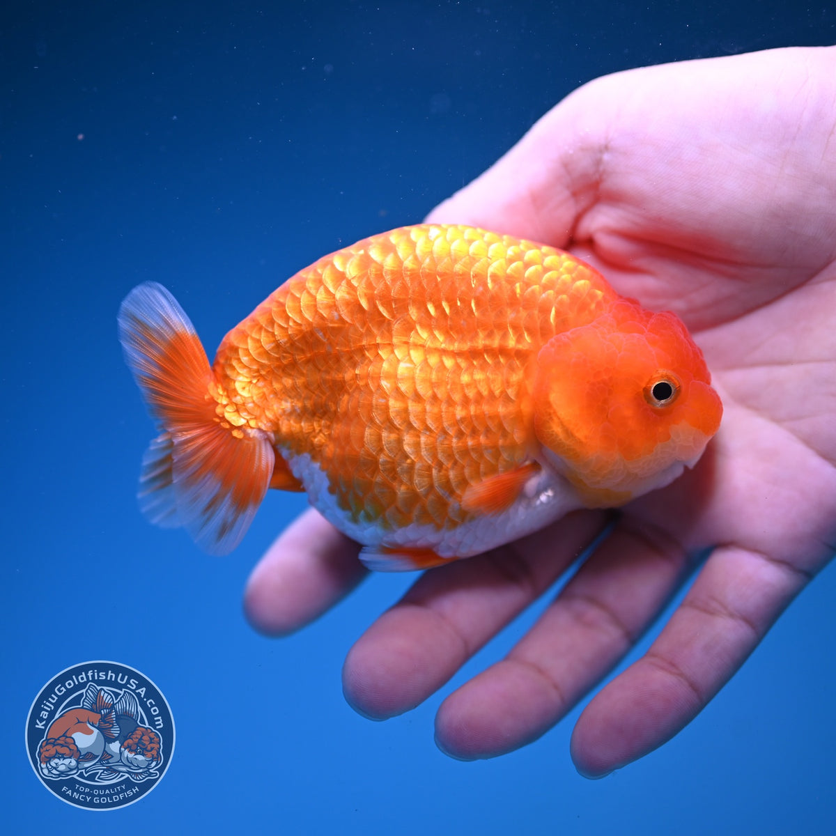 Red White Ranchu 3.5 inch Body (261016_RC07)