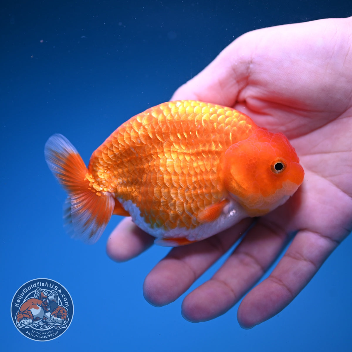 Red White Ranchu 3.5 inch Body (261016_RC07)