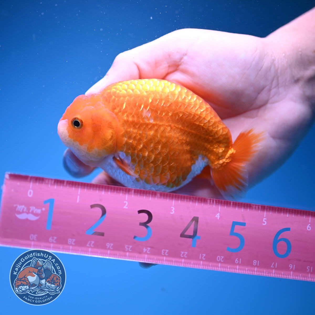 Red White Ranchu 3.5 inch Body (261016_RC07)