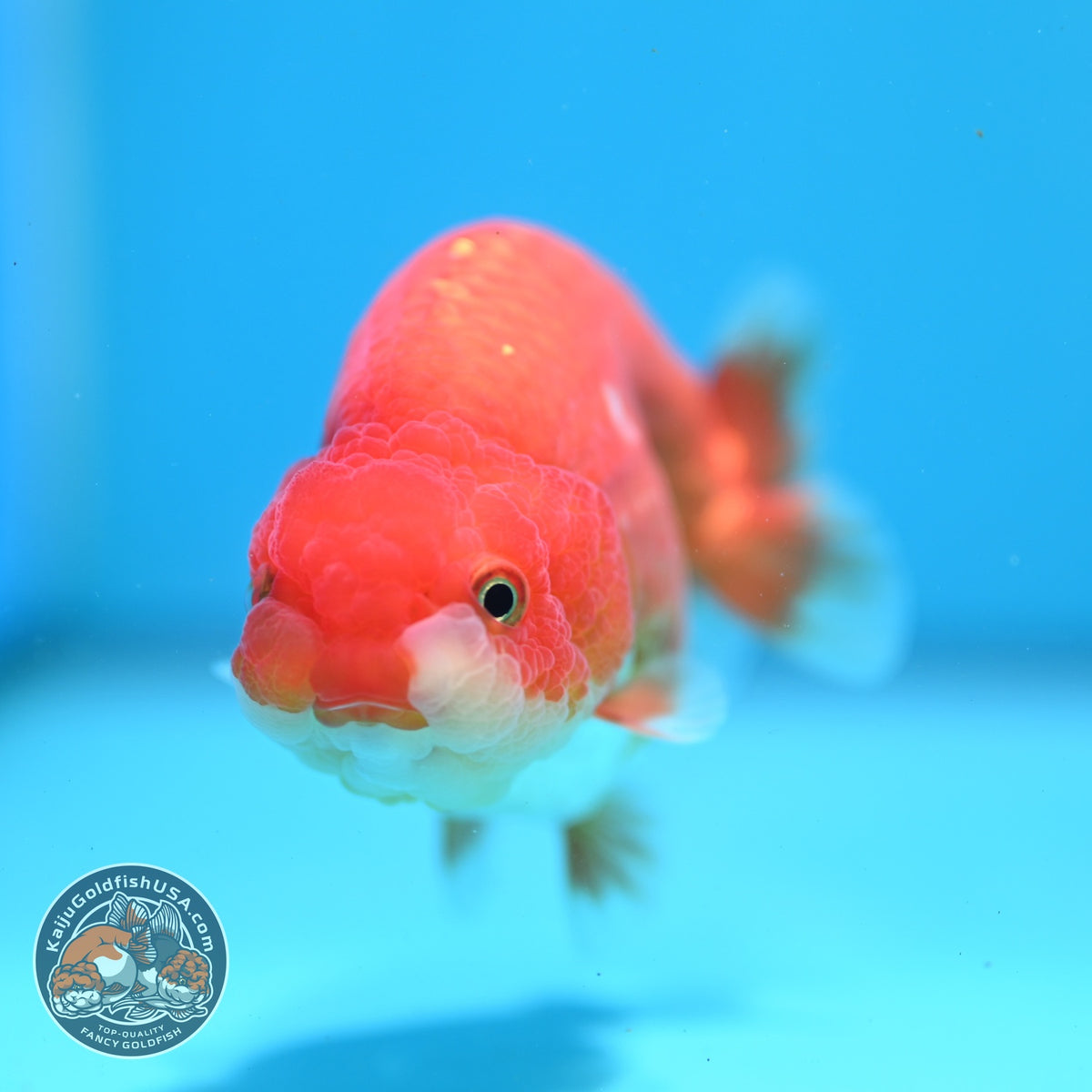 Red White Ranchu 3.5 inch Body (261016_RC07)