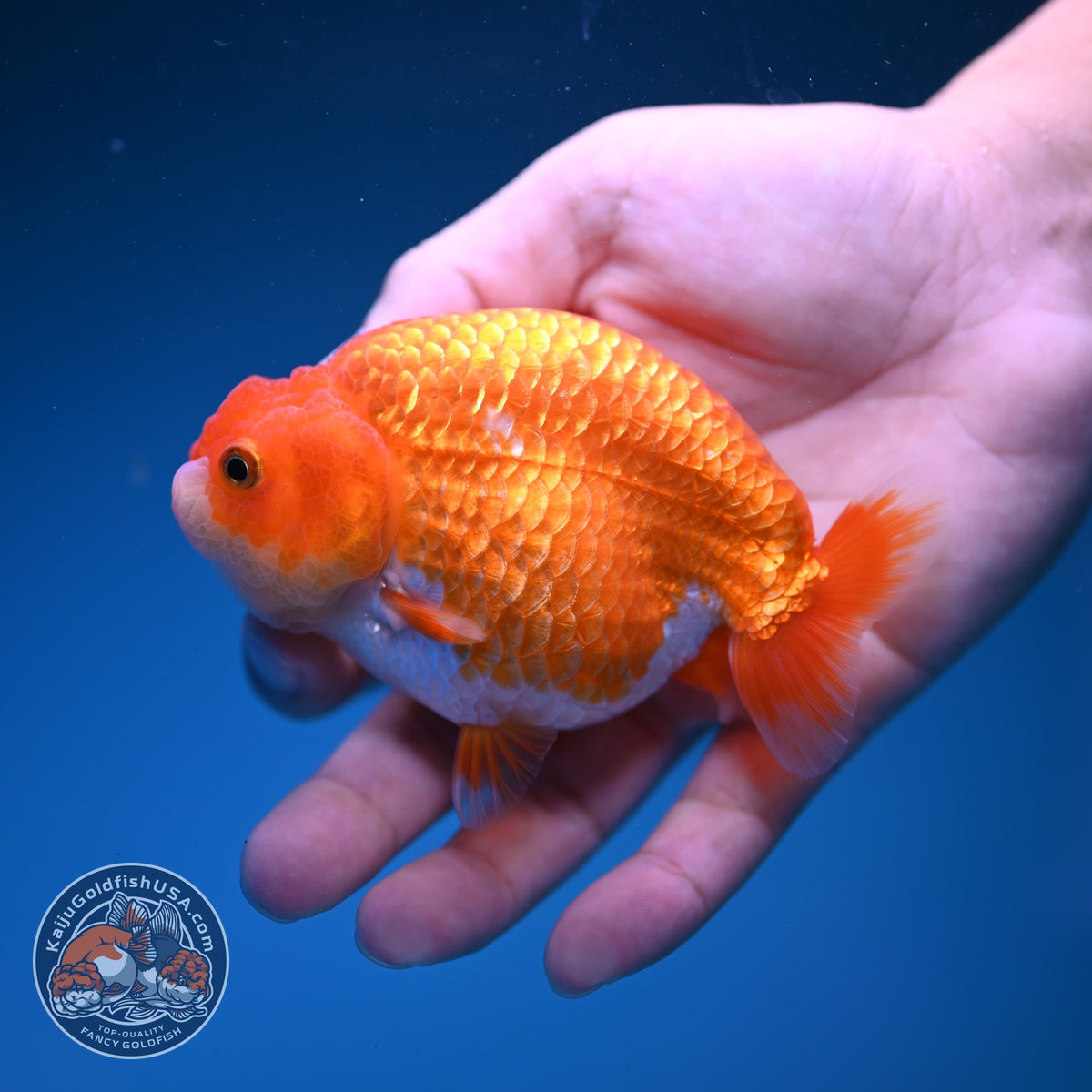 Red White Ranchu 3.5 inch Body (261016_RC07)