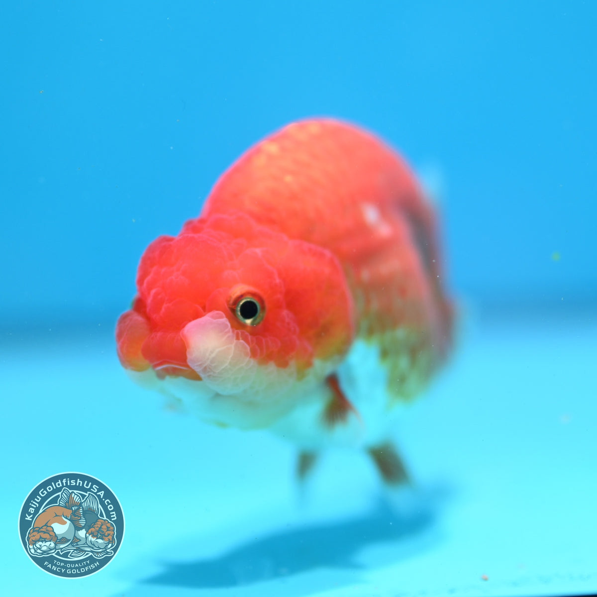 Red White Ranchu 3.5 inch Body (261016_RC07)