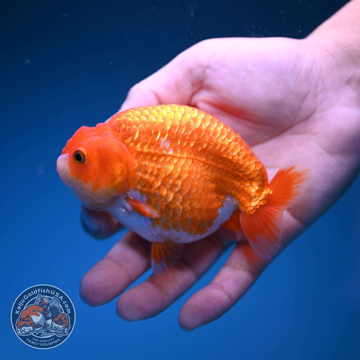 Red White Ranchu 3.5 inch Body (261016_RC07)