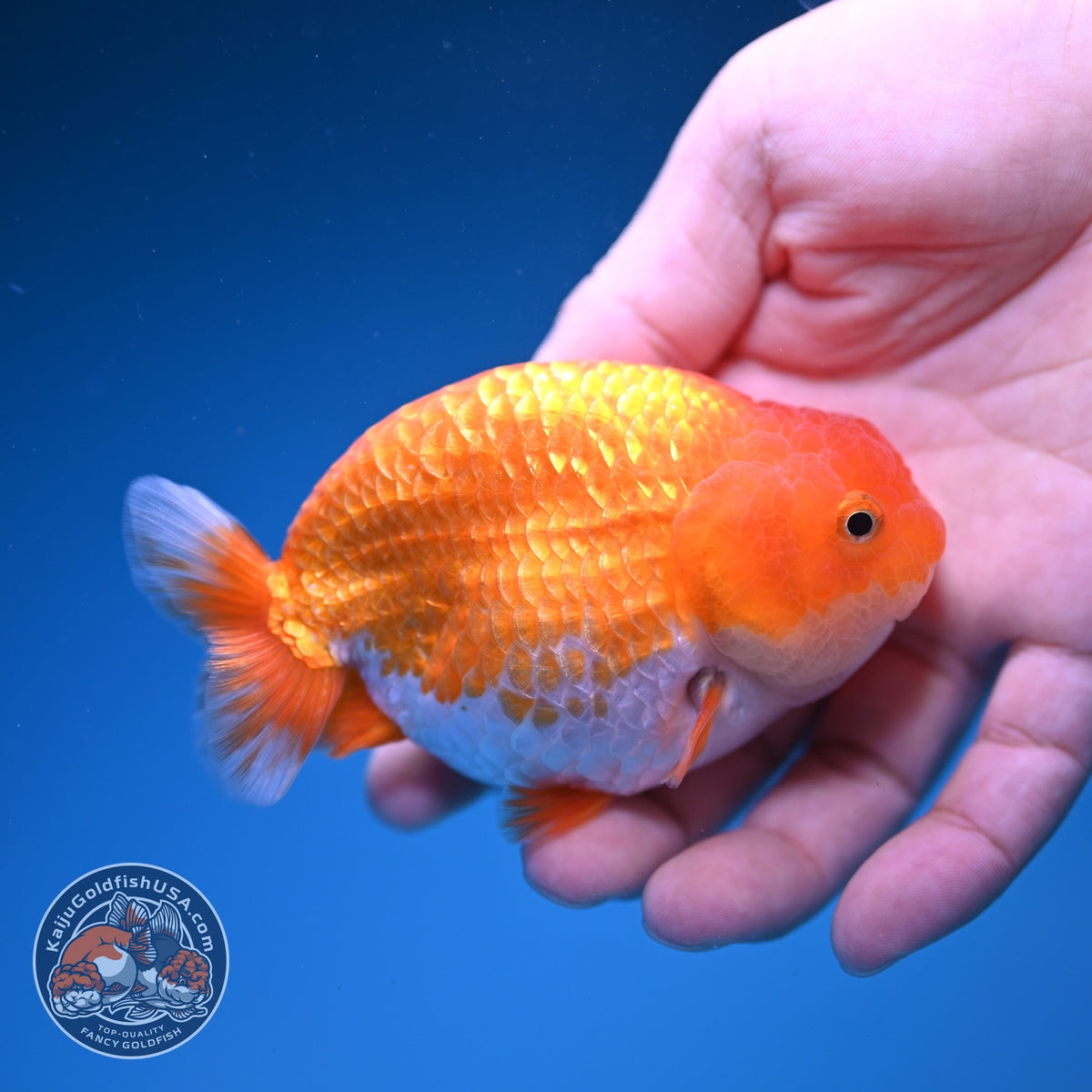 Red White Ranchu 3.5 inch Body (261016_RC08)