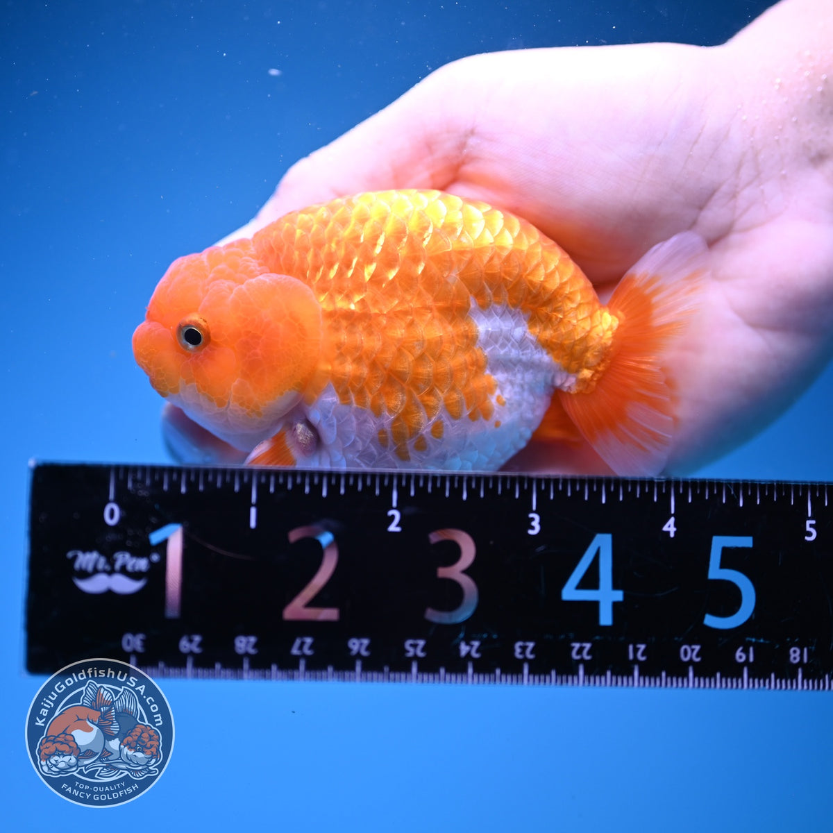 Red White Ranchu 3.5 inch Body (261016_RC08)