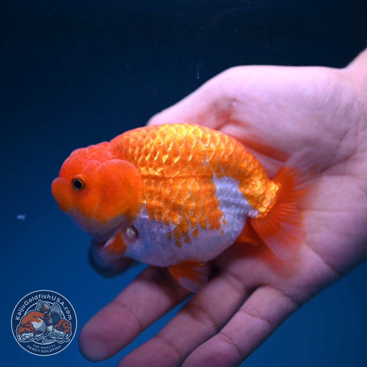 Red White Ranchu 3.5 inch Body (261016_RC08)