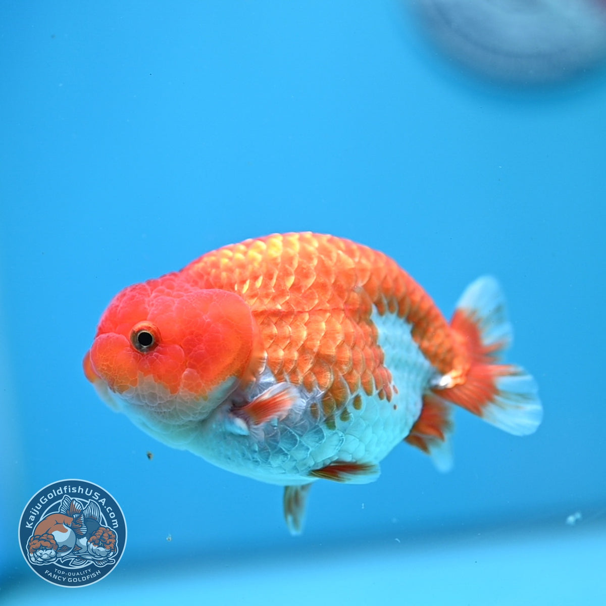 Red White Ranchu 3.5 inch Body (261016_RC08)