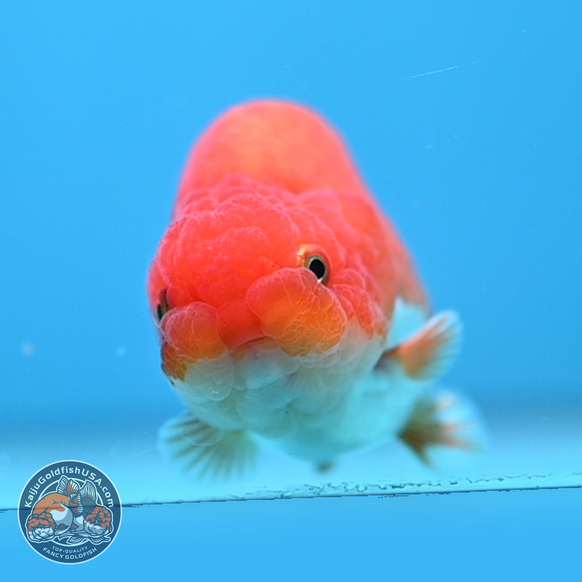 Red White Ranchu 3.5 inch Body (261016_RC08)