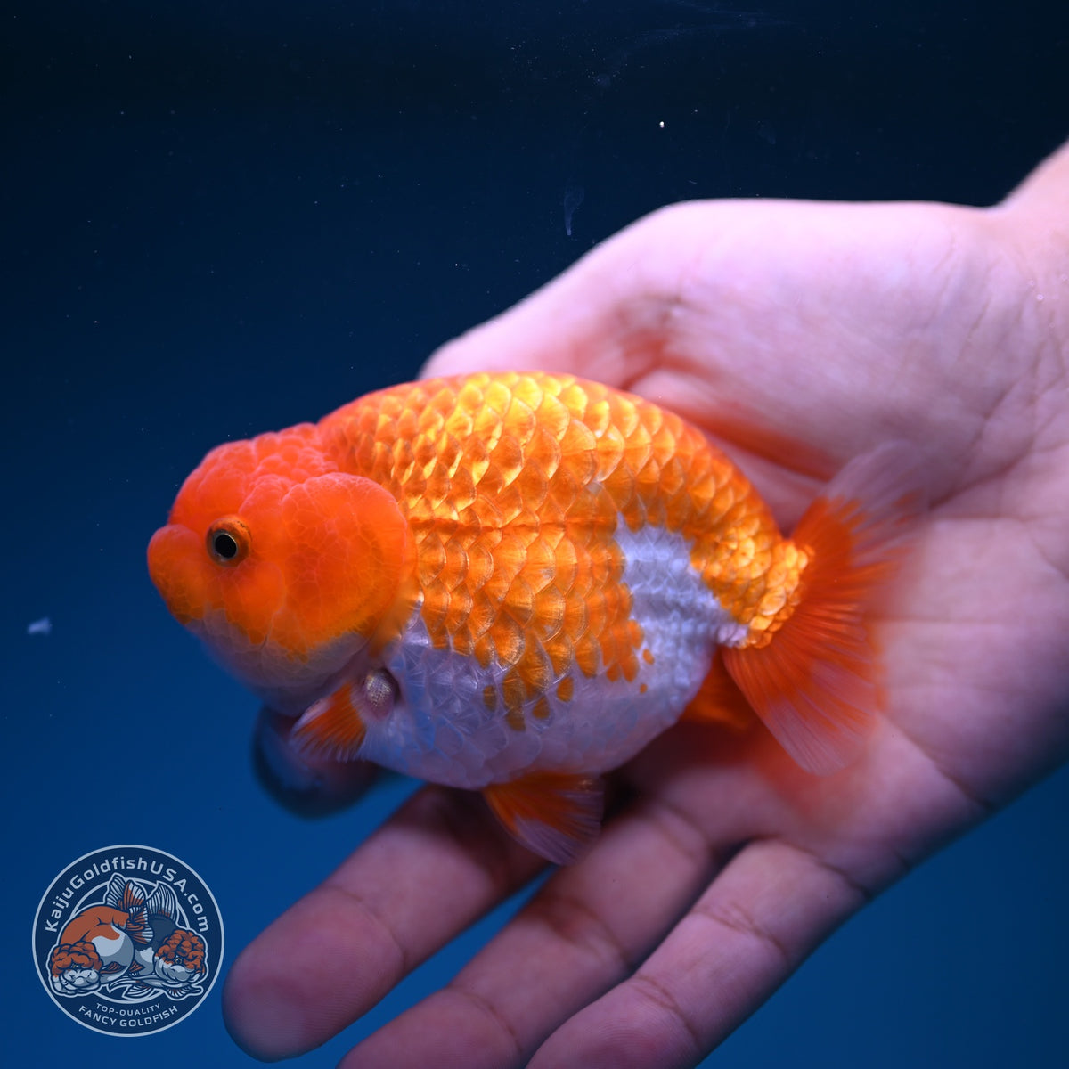 Red White Ranchu 3.5 inch Body (261016_RC08)