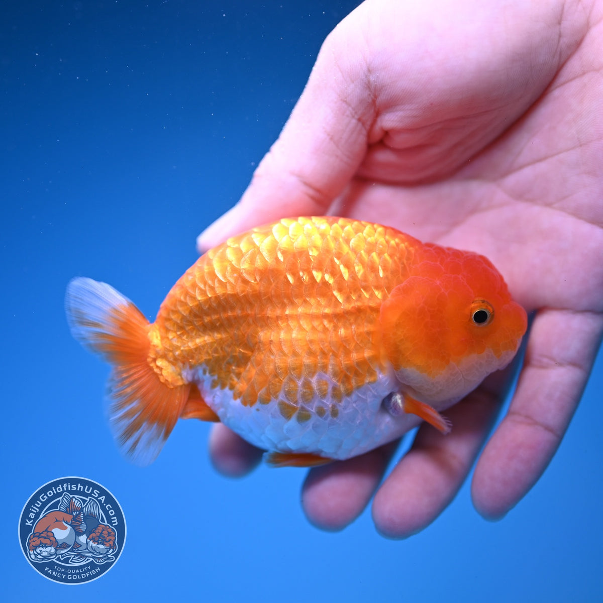 Red White Ranchu 3.5 inch Body (261016_RC08)