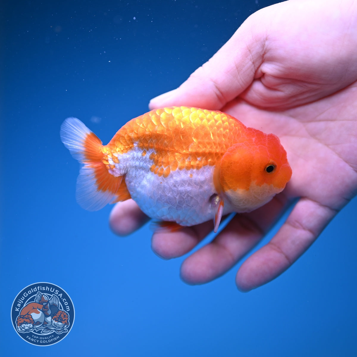 Red White Ranchu 3.5 inch Body (261016_RC09)