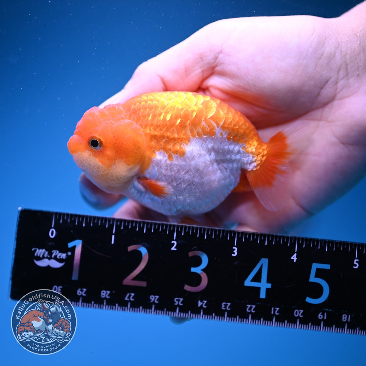 Red White Ranchu 3.5 inch Body (261016_RC09)