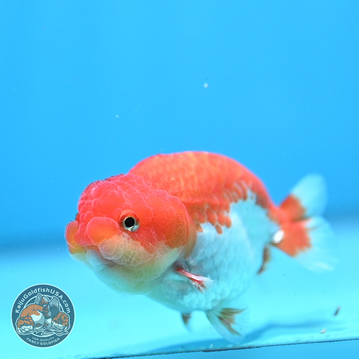 Red White Ranchu 3.5 inch Body (261016_RC09)