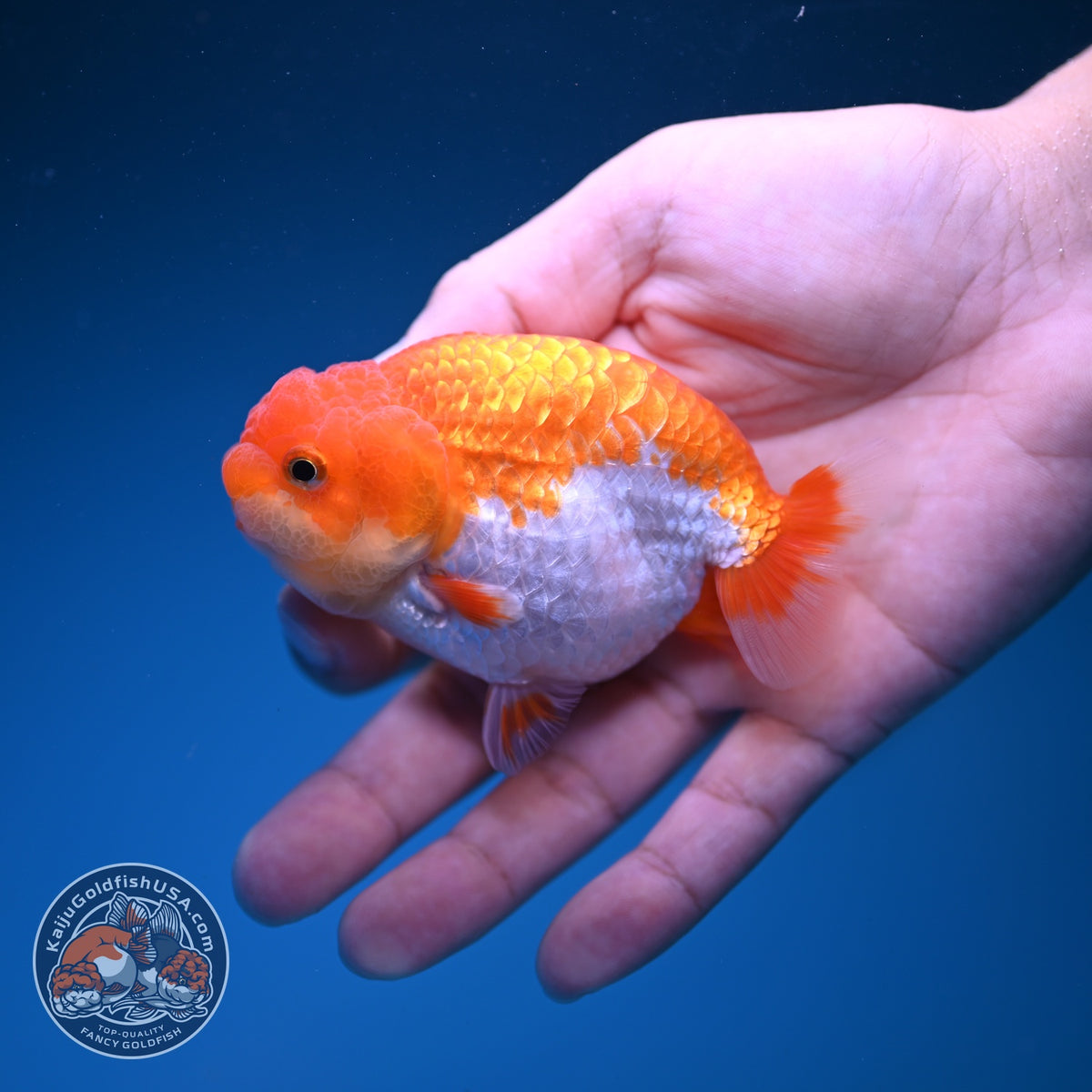 Red White Ranchu 3.5 inch Body (261016_RC09)