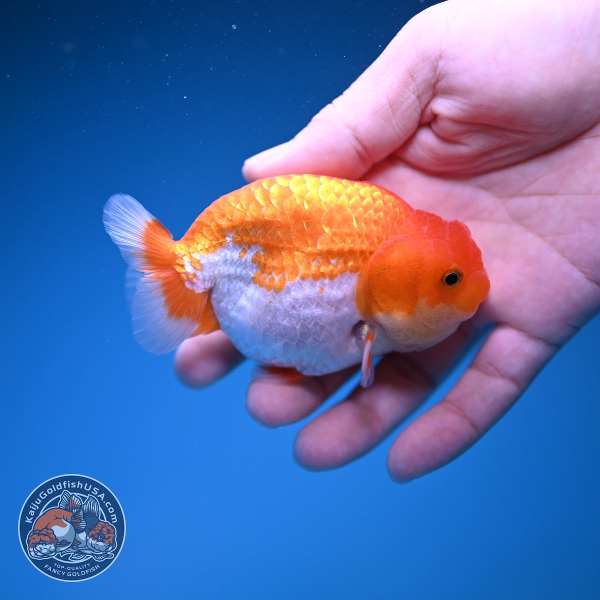 Red White Ranchu 3.5 inch Body (261016_RC09)
