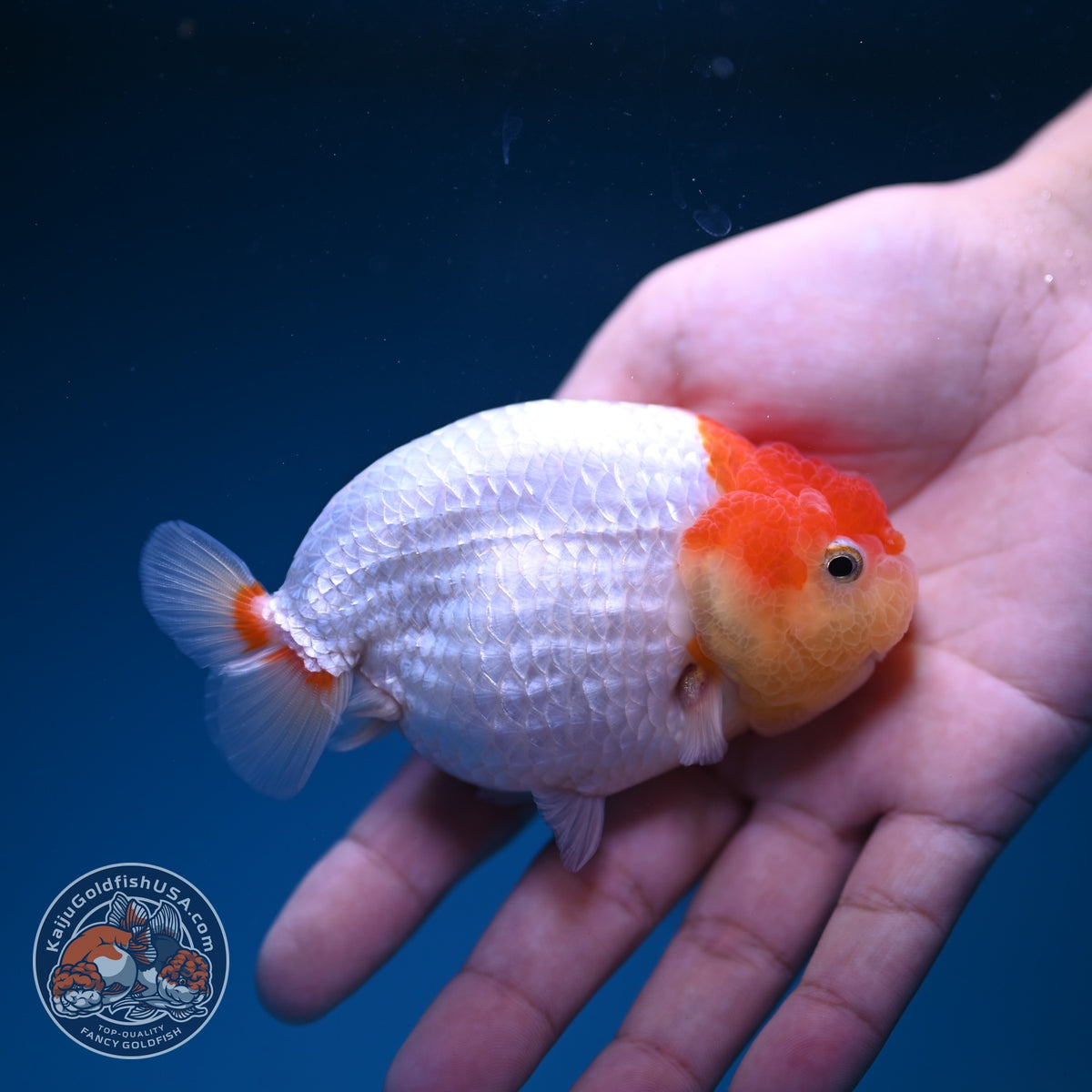 Red White Ranchu 3.5 inch Body (261016_RC10)