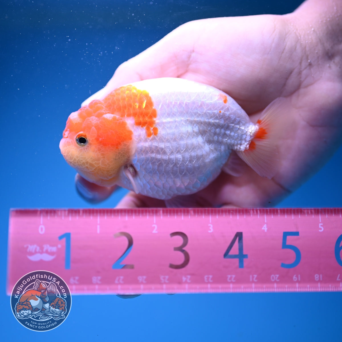 Red White Ranchu 3.5 inch Body (261016_RC10)
