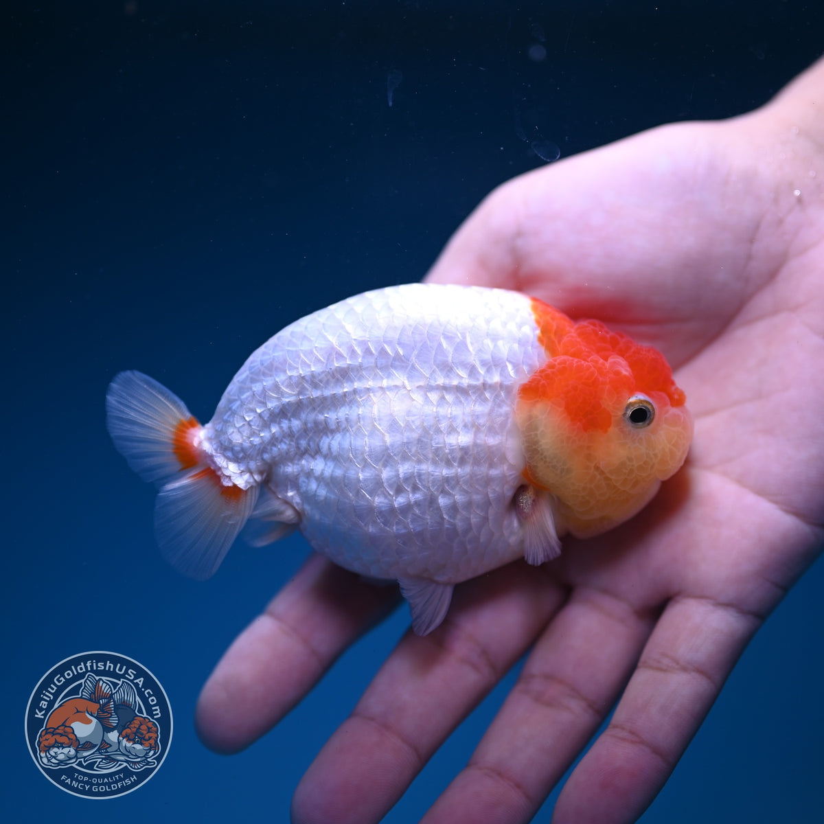 Red White Ranchu 3.5 inch Body (261016_RC10)