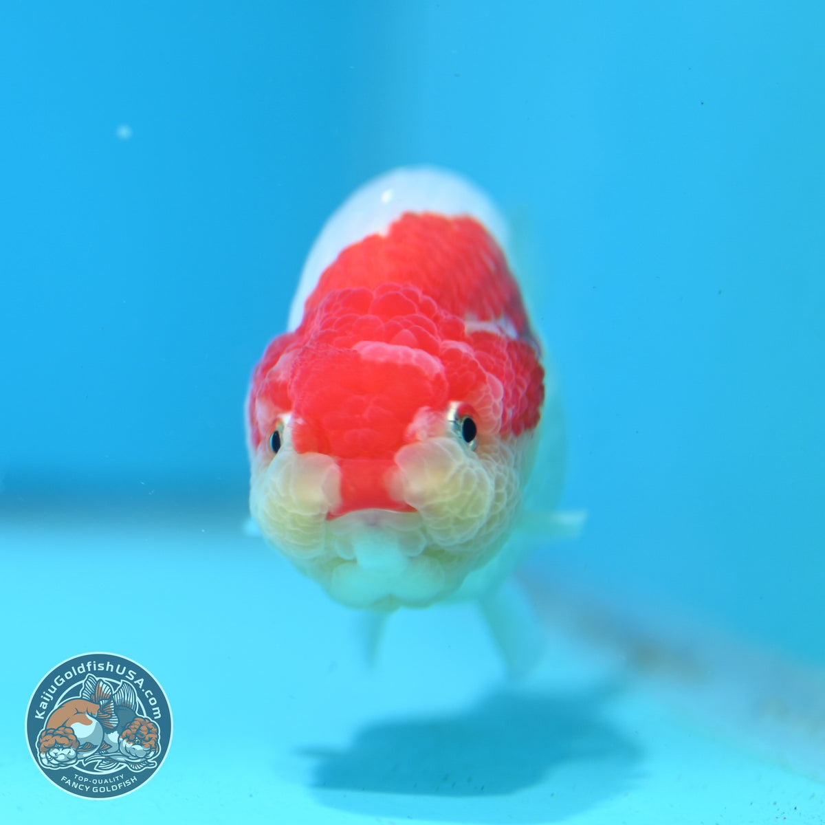 Red White Ranchu 3.5 inch Body (261016_RC10)