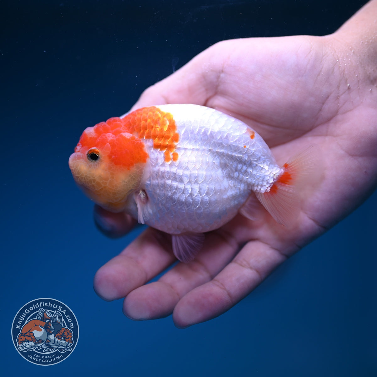 Red White Ranchu 3.5 inch Body (261016_RC10)