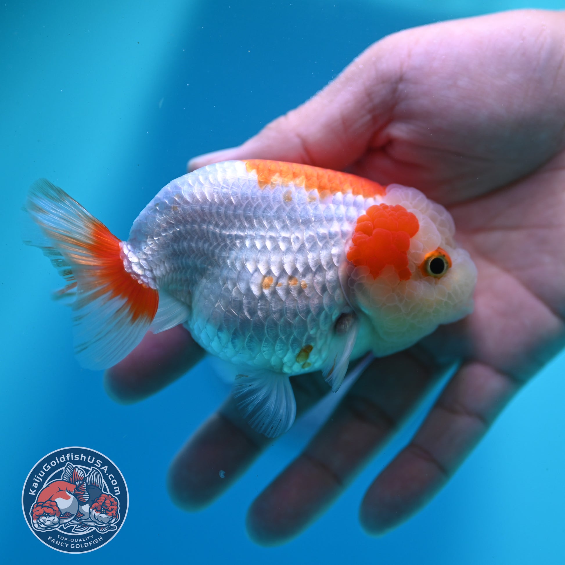 Red White Ranchu 3.8 inch Body (260424_RC06)
