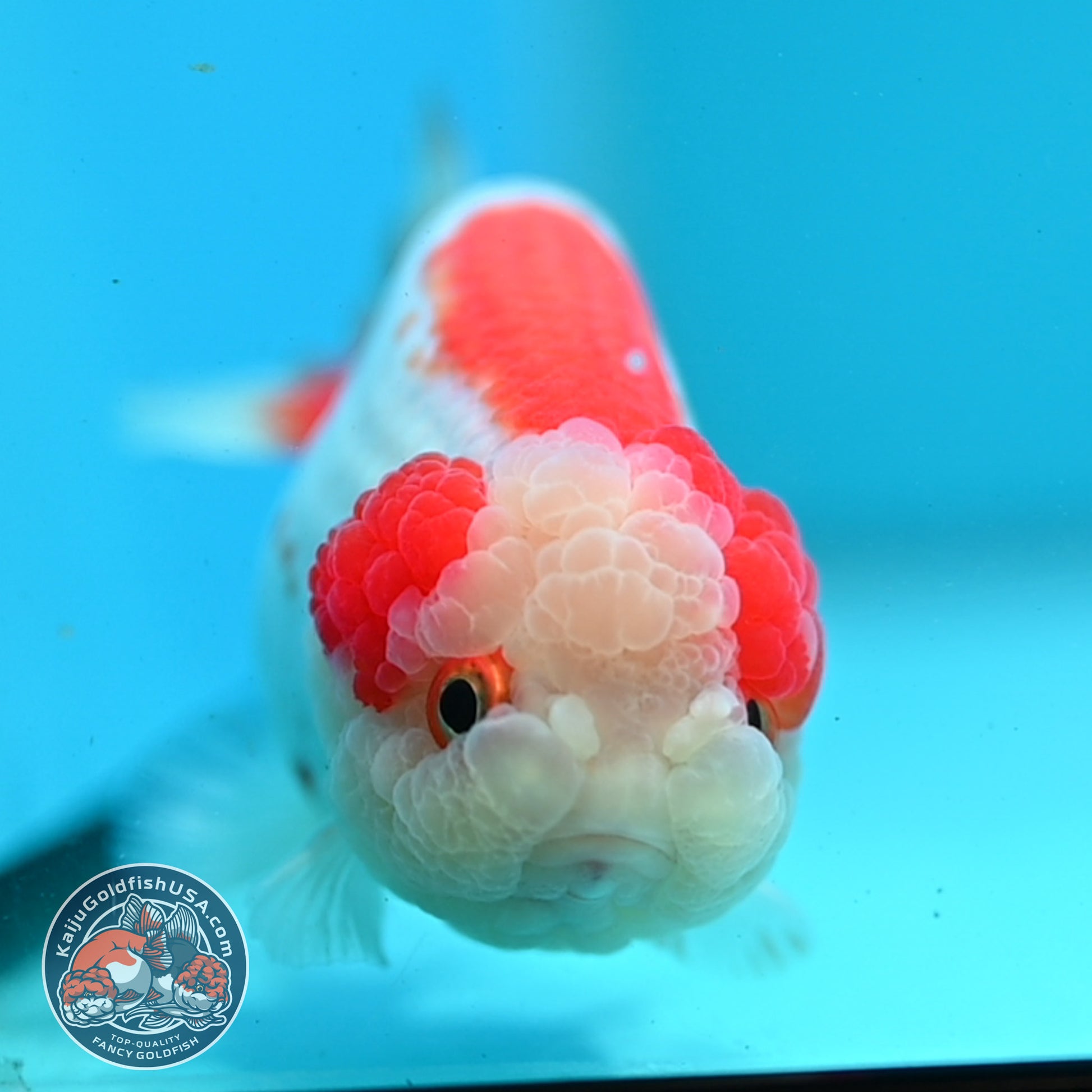 Red White Ranchu 3.8 inch Body (260424_RC06)